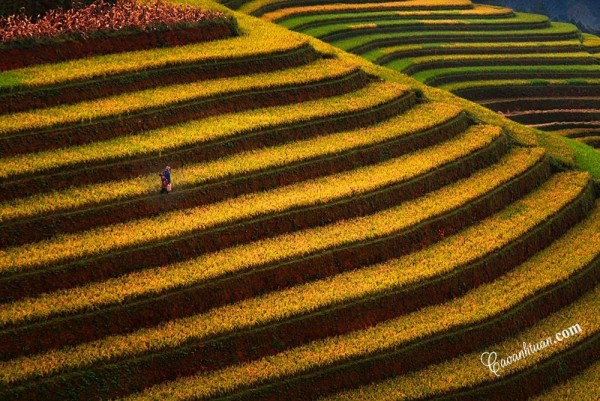 HÀ NỘI -YÊN BÁI - MÙ CĂNG CHẢI MÙA LÚA CHÍN