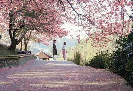 HÀ NỘI- ĐÀI LOAN-CAO HÙNG-ĐÀI TRUNG-ĐÀI BẮC MÙA HOA ANH ĐÀO