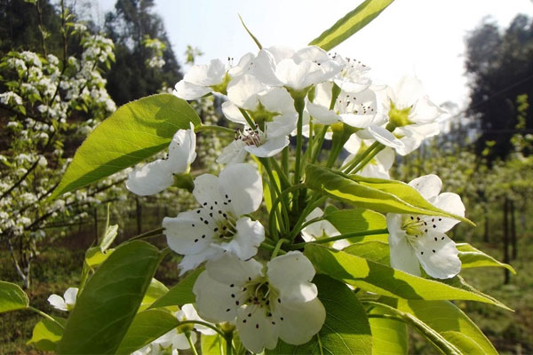 HÀ NỘI -NA HANG TUYÊN QUANG